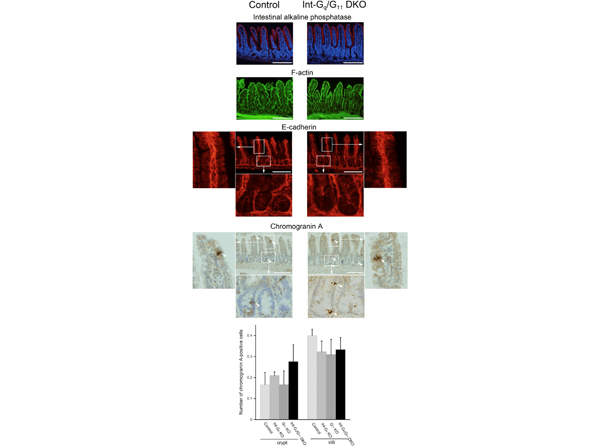 Immunofluorescence using Alkaline Phosphatase